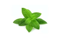 Mint Leaves