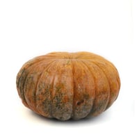 Pumpkin - Yellow - Avial Cut (200g Pack)