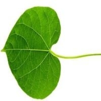 Neem Giloy / Amruta Balli (100g Pack)