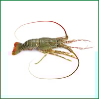 Freshly Frozen Rock Lobster (300g Pc)