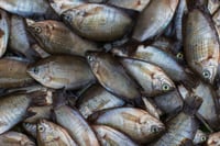 Kholshe / খলশে / Banded gourami/ Colisa fasciata	- Whole (Uncleaned)