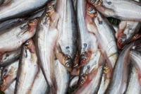 Desi Kolkata Pabda / Pabda Catfish / পাবদা - Whole (Uncleaned)