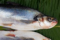 **Rare** Dhai/  Shilon/ Shillong/ Silonia silondia