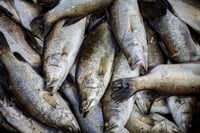 Small Bhetki / চারা ভেটকী / Barramundi / Asian Seabass (Kolkata/Malancha) - Whole