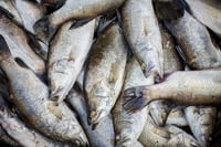 Small Bhetki / চারা ভেটকী / Barramundi / Asian Seabass / கொடுவா (Kolkata/Malancha)