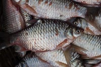 Bhadi Puti Maach / Sor Puti/ Pool Barb Fish