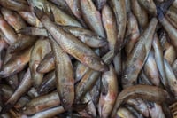 Goby / Poolan / Bele Mach - Whole cleaned