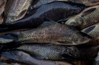 **Rare** Kalbose/ Kalbasu/ Black rohu/ Labeo calbasu 