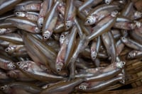 Mourala Maach / Mola Carplet Fish / মৌরলা (Kolkata/Malancha)