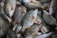 Datne/ Goldlink Sea Bream - Whole Cleaned, Gutted