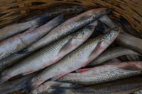 **Rare** Khorsula Bata / খোরসুলা /  Corsula mullet