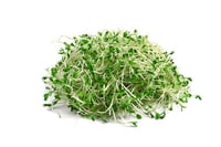 Sprout Alfa - Pack of 125g 