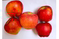 Apple Kashmir Deliciouse