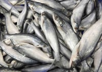 **Rare**  Bacha/ বাচা/ Eutropiichthys vacha	 - Whole (Uncleaned)