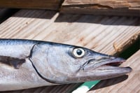 Barracuda / Cheelavu (Large) - Head & Tail - Curry Cut (Large Size)