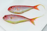 Big Eye Kilimeen / Perch - Whole (As is without cleaning and cutting)