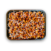 Black Chana Sprout (AE) -Pack of 200g