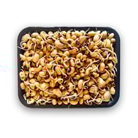 Black Eyed Sprout (AE) -Pack of 200g