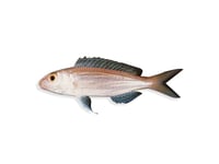 Bleekers Threadfin Bream - Whole