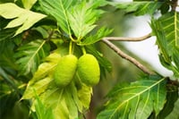 Bread Fruit / Kada Chakka - 1 Unit