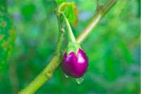 Brinjal Nagpur - 250g