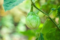 Brinjal - Green, Round, Makra  (200g Pack)