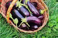 Brinjal Suphol