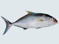 Butter Fish / Punnarameen (Soft as Butter) - Small -  Whole 