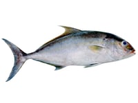 Butter Fish / Punnarameen - Whole