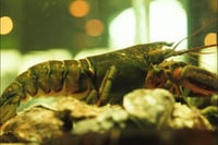 **Pre Order** Live Canadian Lobster (650g to 750g)