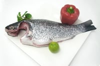 Catla / ಕಾಟ್ಲಾ (1kg to 2kg) - Whole Cleaned (Descaled,Cleaned, Not Cut In Pieces)