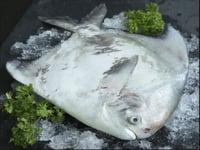 ***Exclusive***  Premium Kafri / Chinese Silver Pomfret (Whole Size 300-400g)