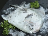 ***Exclusive*** Premium Kafri / Chinese Silver Pomfret (Whole Size 200-300g)