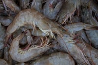 Bengal Desi White Prawns / Naaran / Chapra Chingri - Whole (Not Cleaned, Not Peeled) (500g Pack)