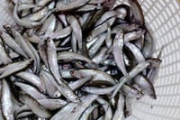 Chilwa / Chela / চেলা   (Whole only - Small)