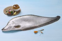 Chitol / Chitala / Knifefish (Small)