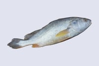 Cochin Freshwater Catla - Whole (Not Descaled,Not Cleaned, Not Cut In Pieces)