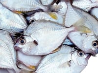 Kerala Pony Fish / Mullan - Whole