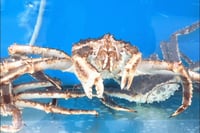 **Pre Order** Live King Crab (2.2kg to 2.6kg Size)