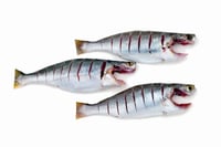 Spotted Croaker / Kora / Kallanki - Whole Cleaned