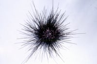Black Sea Urchin - 1 Piece