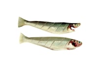 False Lady Fish / Kadma - Whole Cleaned