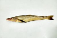 False Lady Fish / Kadma - Whole (As is without cleaning and cutting)