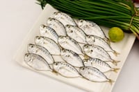 False Pony Fish / Parava Mullan - Whole