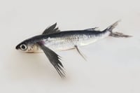 Flying Sardine / Parava Chaala / Parava Mathi - Whole (As is without cleaning and cutting)