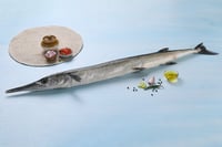 Garfish / Kola (Small)