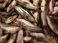 Holud Tengra/ / Tyangra / Koori (Desi) - Whole (Uncleaned, As Is) (500g Pack)