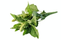 Leafy Green Amaranthus / Mulai