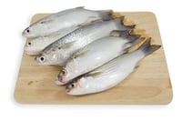 Grey Mullet / Thirutha / Bhangor / ಮಡಲೆ (Small)