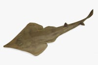 Guitarfish / Thirandi Sravu - Whole